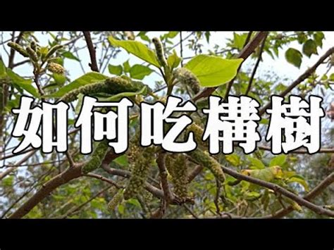 構樹有毒|構樹,構樹的功效與作用